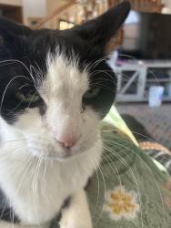Lost Female Cat last seen Temperata St NE by Albertsons and Starbucks, Albuquerque, NM 87111