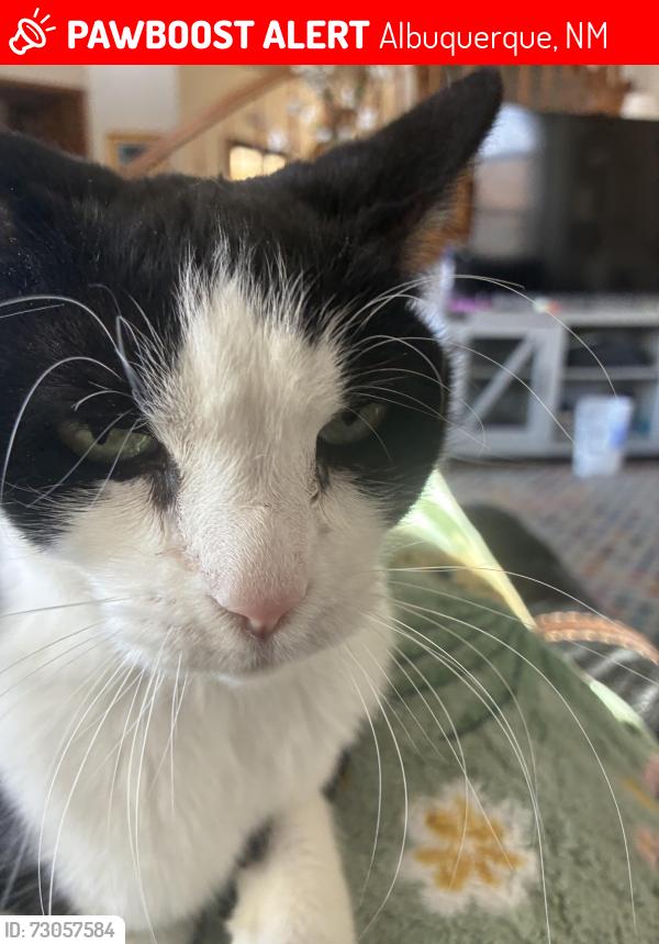 Lost Female Cat last seen Temperata St NE by Albertsons and Starbucks, Albuquerque, NM 87111