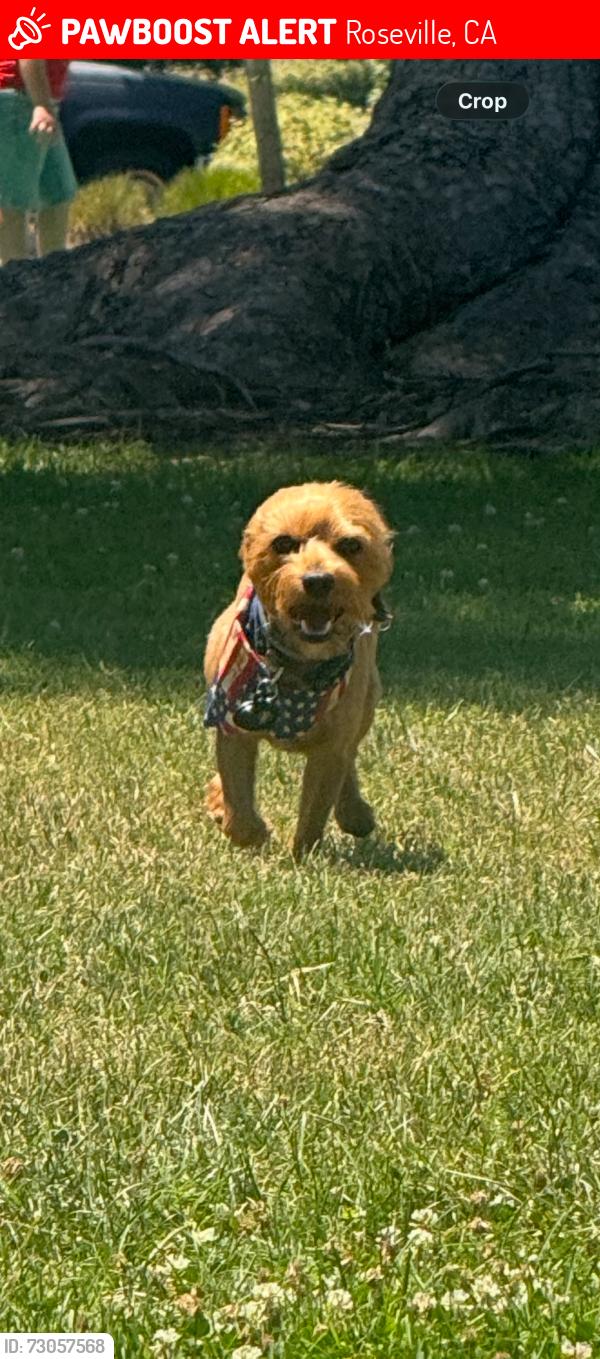 Lost Male Dog last seen Royer park, Roseville, CA 95678