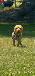 Lost Male Dog last seen Royer park, Roseville, CA 95678