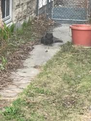 Found/Stray Unknown Cat last seen Preston and Arlington area, Winnipeg, MB R3G 1Y7