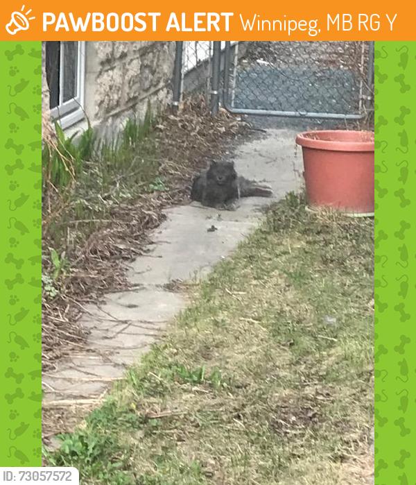 Found/Stray Unknown Cat last seen Preston and Arlington area, Winnipeg, MB R3G 1Y7