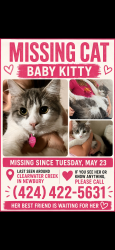 Lost Female Cat last seen Clearwater creek & bridgeview ln newbury park, Thousand Oaks, CA 91320