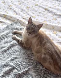 Lost Male Cat last seen Accrington Stanley Football Stadium, Lancashire, England BB5