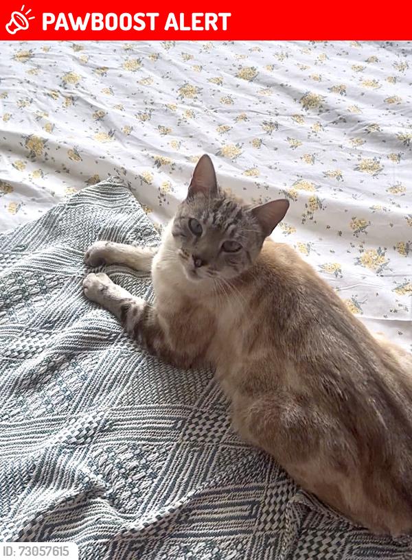 Lost Male Cat last seen Accrington Stanley Football Stadium, Lancashire, England BB5