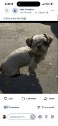 Found/Stray Unknown Dog last seen E Hackett st, Ceres, CA 95307