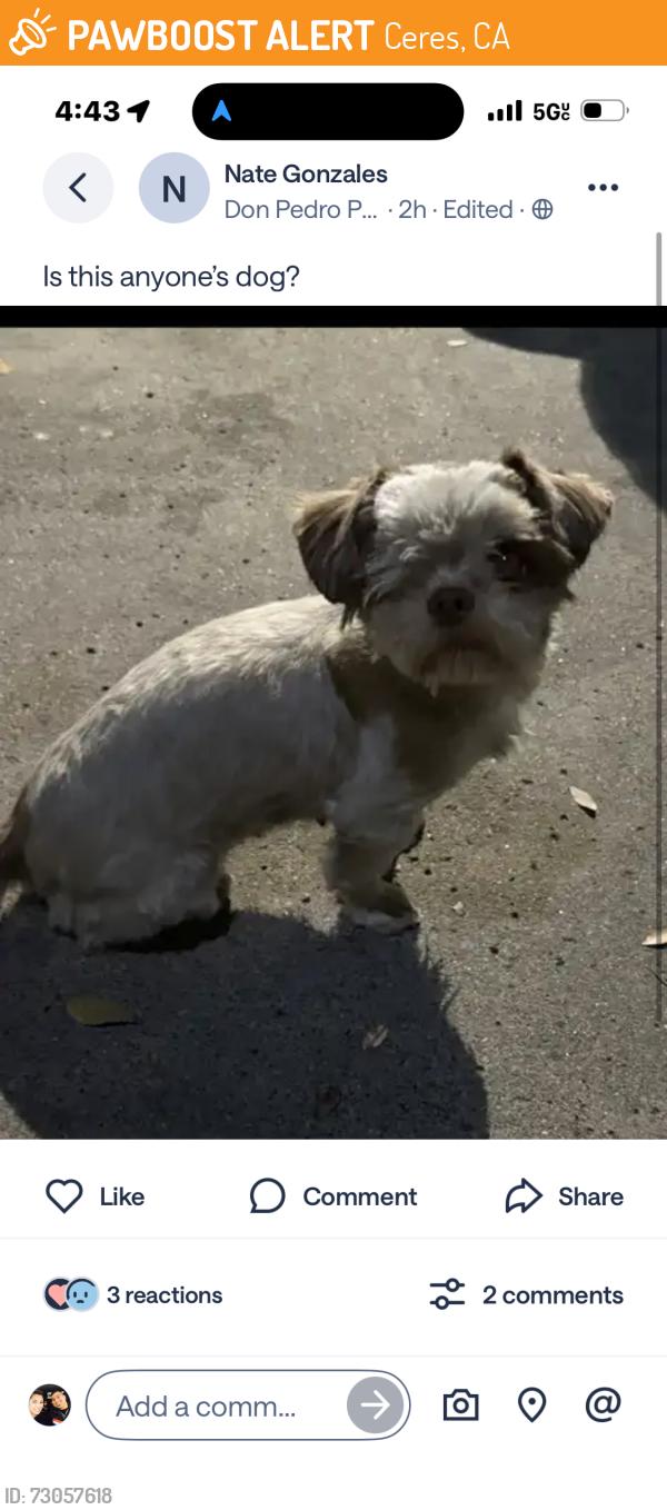 Found/Stray Unknown Dog last seen E Hackett st, Ceres, CA 95307
