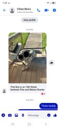 Lost Male Dog last seen 14th street, pine n walnut Street, Lumberton, NC 28358