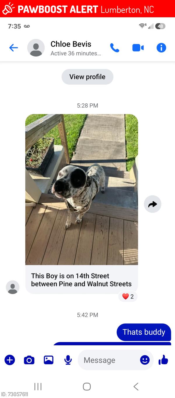 Lost Male Dog last seen 14th street, pine n walnut Street, Lumberton, NC 28358