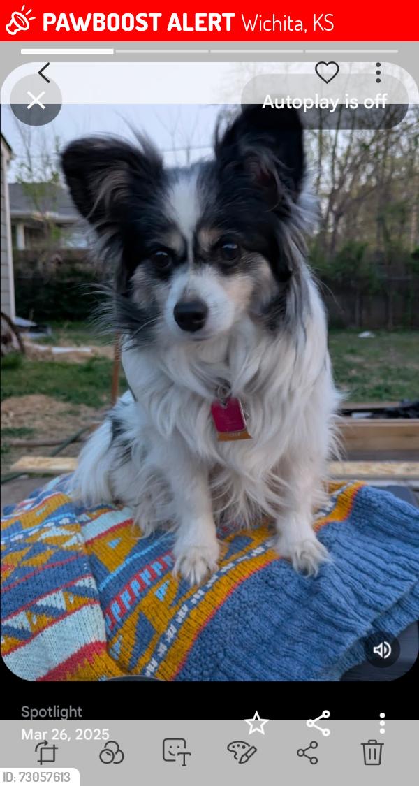 Lost Female Dog last seen Gilbert & Oliver, Wichita, KS 67218