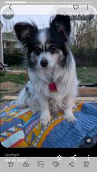 Lost Female Dog last seen Gilbert & Oliver, Wichita, KS 67218