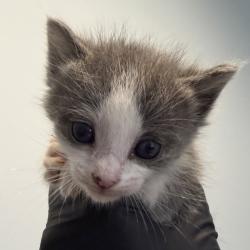 Shelter Stray Male Cat last seen Near Naranja Street, San Diego, CA, 92114, 5500 Gaines St, San Diego, CA 92110, USA
