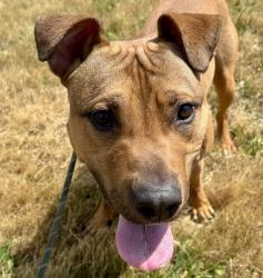 Shelter Stray Male Dog last seen PORTLAND, ME, 04102, 1700 W Historic Columbia River Hwy, Troutdale, OR 97060, USA