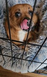 Reunited Male Dog last seen E Trindle Rd and S Sporting Hill Rd, Mechanicsburg, PA 17050