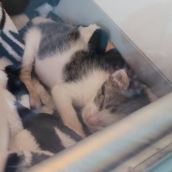 Shelter Stray Male Cat last seen found single kitten on roof of house, no queen around, OAKLAND, CA, 94605, 8323 Baldwin St, Oakland, CA 94621, USA