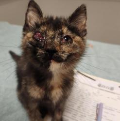 Shelter Stray Female Cat last seen 73rd Avenue, OAKLAND, CA, 94610, 8323 Baldwin St, Oakland, CA 94621, USA