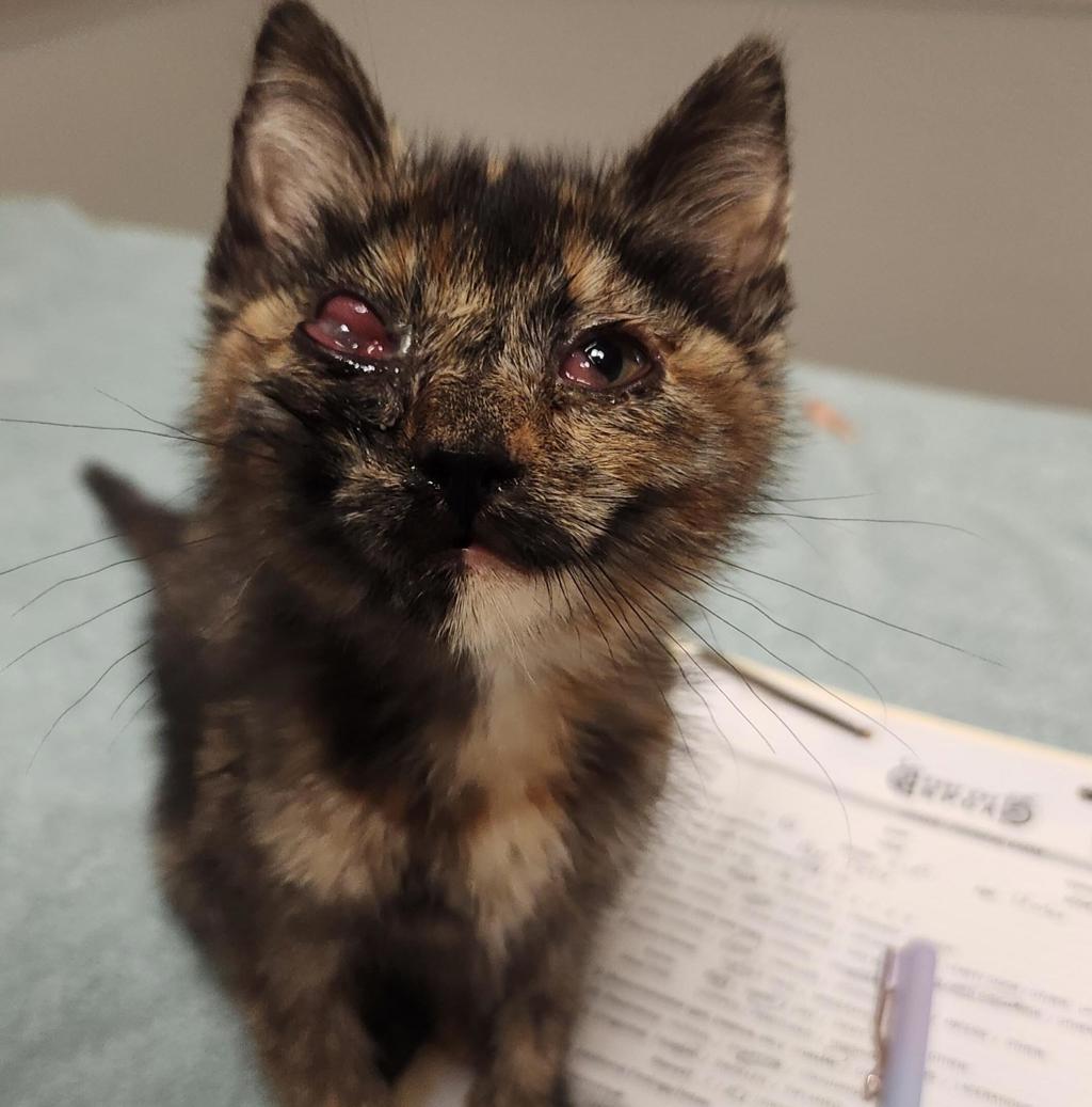 Shelter Stray Female Cat last seen 73rd Avenue, OAKLAND, CA, 94610, 8323 Baldwin St, Oakland, CA 94621, USA
