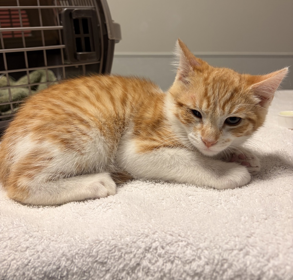 Shelter Stray Male Cat last seen SL Marina, saw person dumping them there, SAN LEANDRO, CA, 94578, 8323 Baldwin St, Oakland, CA 94621, USA
