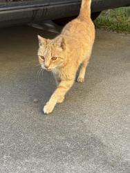 Lost Male Cat last seen Mini Drive’s McDonald’s/Cheveron, American Canyon, CA 94503
