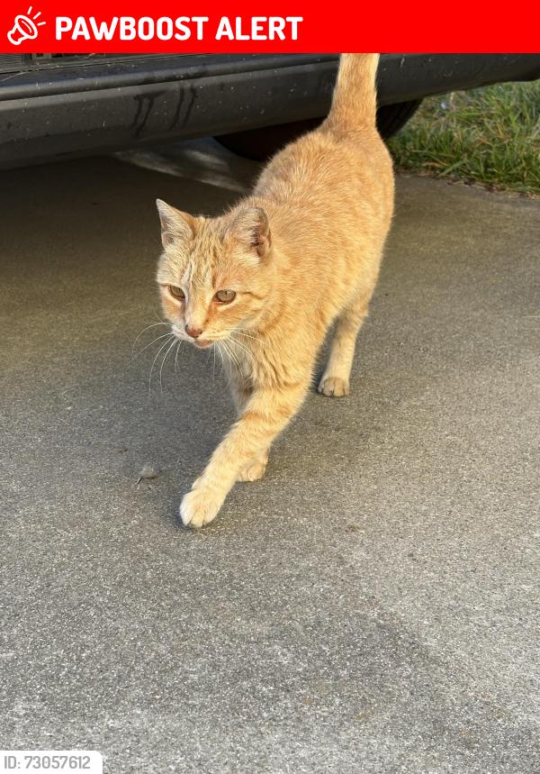 Lost Male Cat last seen Mini Drive’s McDonald’s/Cheveron, American Canyon, CA 94503
