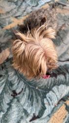 Found/Stray Unknown Dog last seen Elliot and peck, El Monte, CA 91733