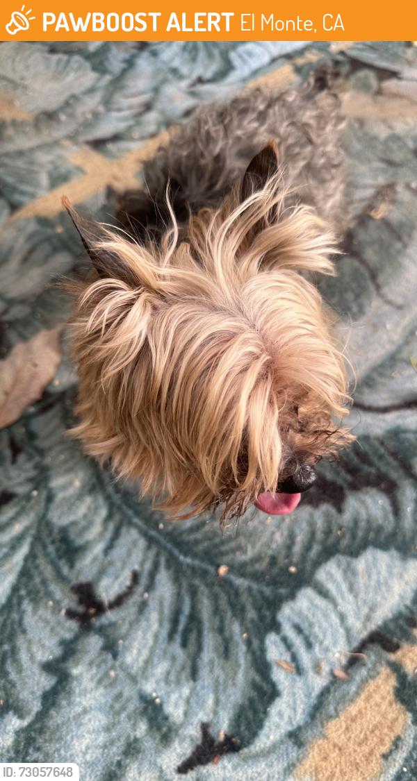 Found/Stray Unknown Dog last seen Elliot and peck, El Monte, CA 91733