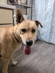 Found/Stray Female Dog last seen Milton Way, Milton, WA 98354