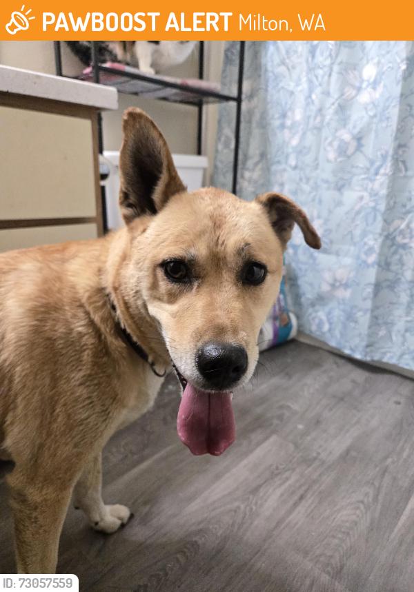 Found/Stray Female Dog last seen Milton Way, Milton, WA 98354