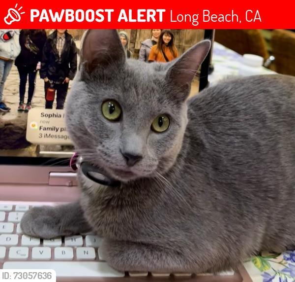 Lost Female Cat last seen Junipero & 7th, Long Beach, CA 90804