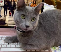 Lost Female Cat last seen Junipero & 7th, Long Beach, CA 90804