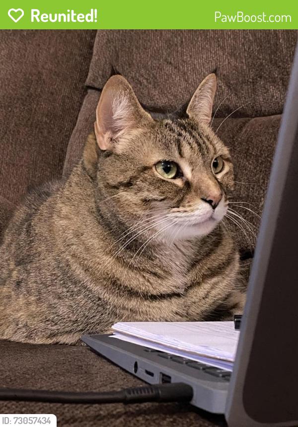 Reunited Female Cat last seen corner of parkview ave and broadway blvd, Toms River, NJ 08757