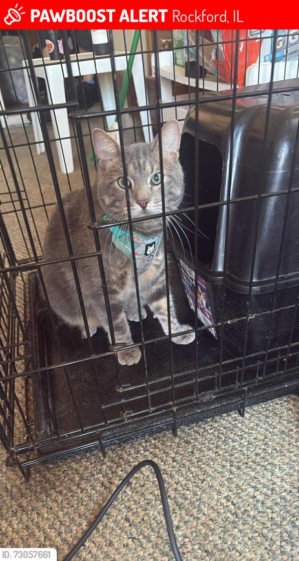 Lost Male Cat last seen 11th Street & 20th Ave. Behind Aldi in front of thrift store, Rockford, IL 61104