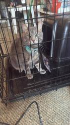 Lost Male Cat last seen 11th Street & 20th Ave. Behind Aldi in front of thrift store, Rockford, IL 61104
