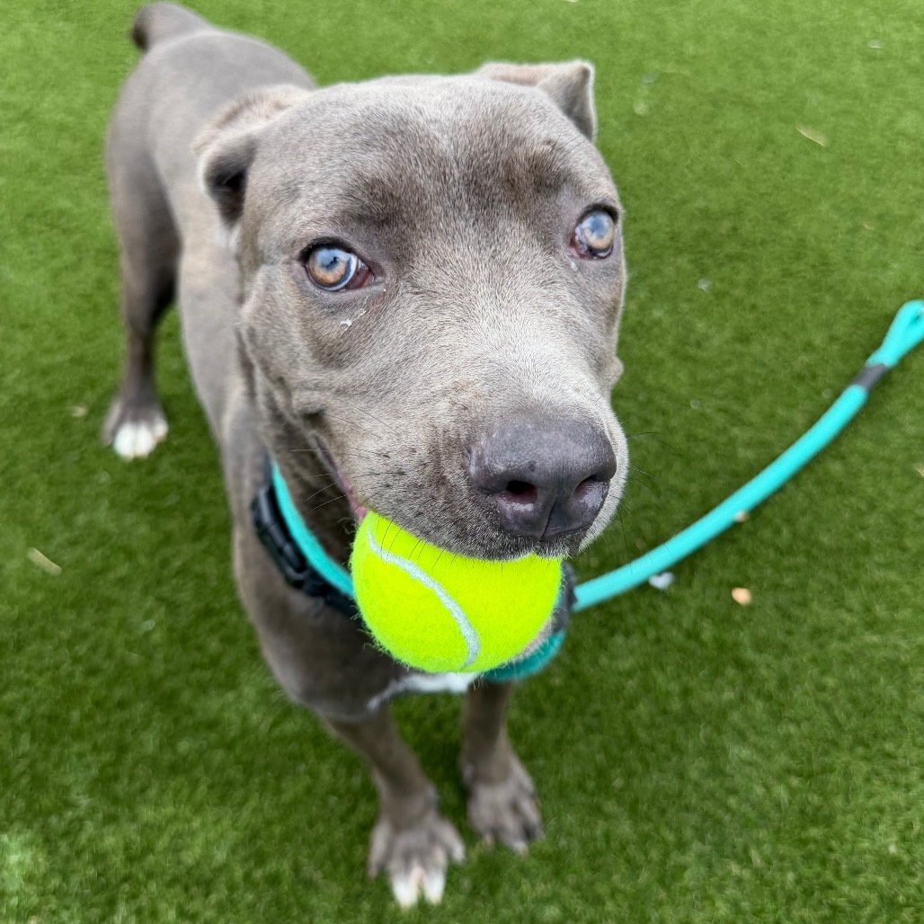 Shelter Stray Female Dog last seen , Animal Care & Control Team of Philly, 111 W Hunting Park Ave, Philadelphia, PA 19140, USA