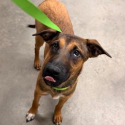 Shelter Stray Male Dog last seen , 3607 N Armenia Ave, Tampa, FL 33607, USA