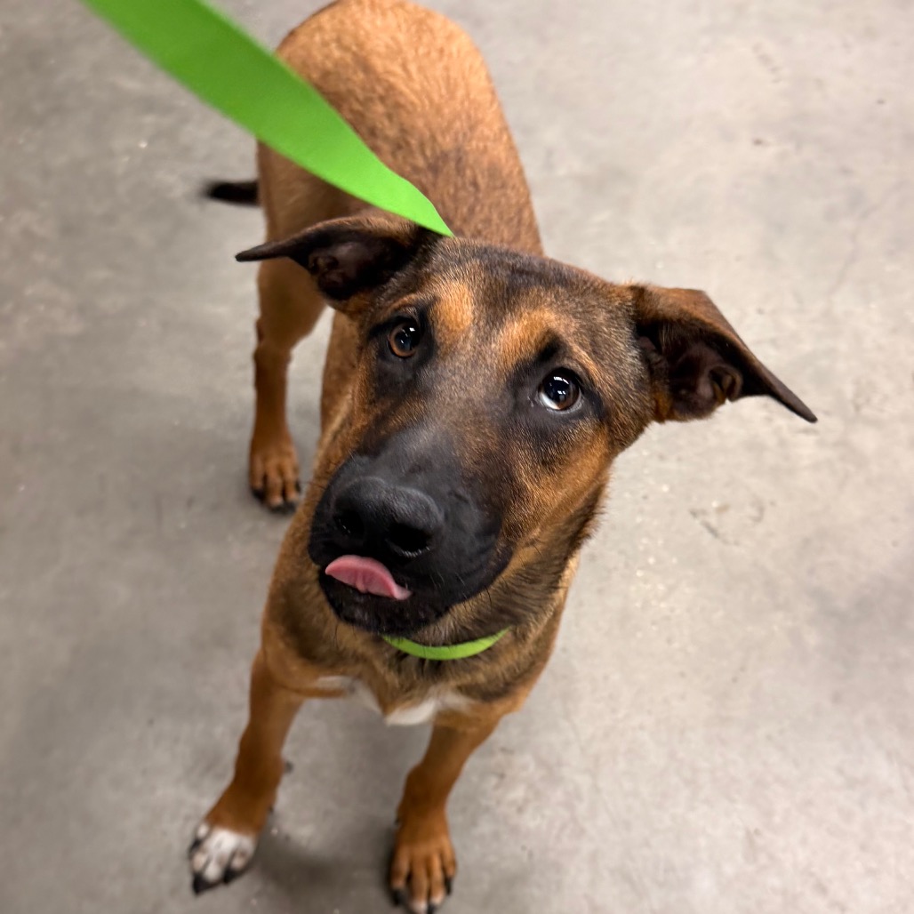 Shelter Stray Male Dog last seen , 3607 N Armenia Ave, Tampa, FL 33607, USA
