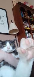 Lost Male Cat last seen We live off of 12th Ave NE & E Rock Creek Rd, Norman, OK 73071