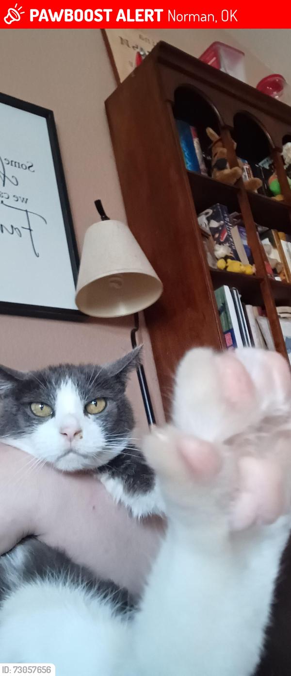 Lost Male Cat last seen We live off of 12th Ave NE & E Rock Creek Rd, Norman, OK 73071