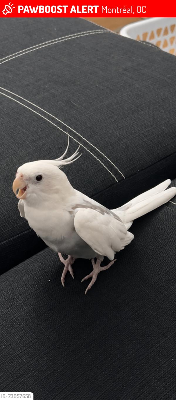 Lost Unknown Bird last seen On boulevard léger, Montréal, QC 