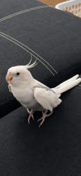 Lost Unknown Bird last seen On boulevard léger, Montréal, QC 