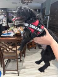 Found/Stray Male Dog last seen Nw 48th Ave Plantation, Plantation, FL 33317