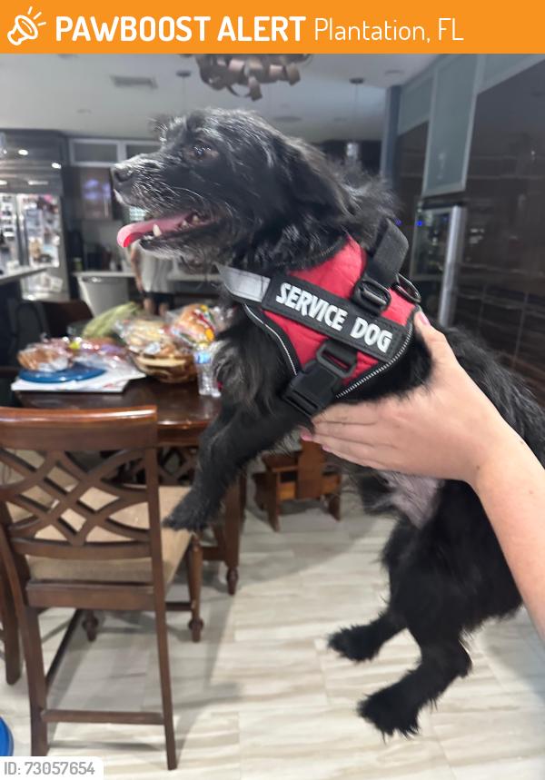 Found/Stray Male Dog last seen Nw 48th Ave Plantation, Plantation, FL 33317