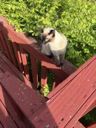 Lost Female Cat last seen Revolution Ave, Billings, MT 59105