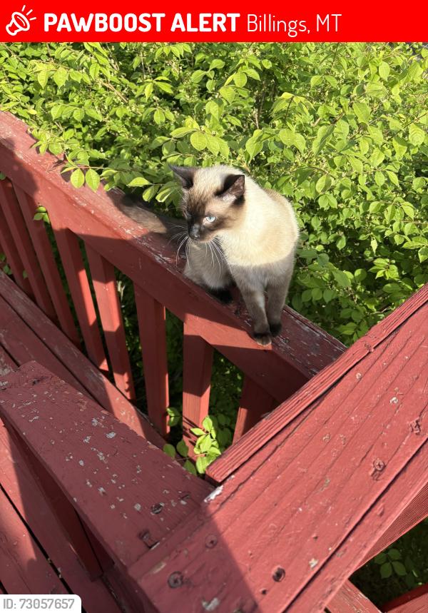 Lost Female Cat last seen Revolution Ave, Billings, MT 59105