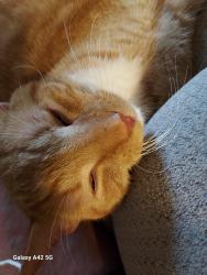 Reunited Male Cat last seen Spring Hill Road/Old Mill Road, Old Bridge, NJ 08857
