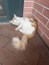Found/Stray Female Cat last seen Ironworks Spinnaker building, 1 North Water Street, Norwalk, Norwalk, CT 06854