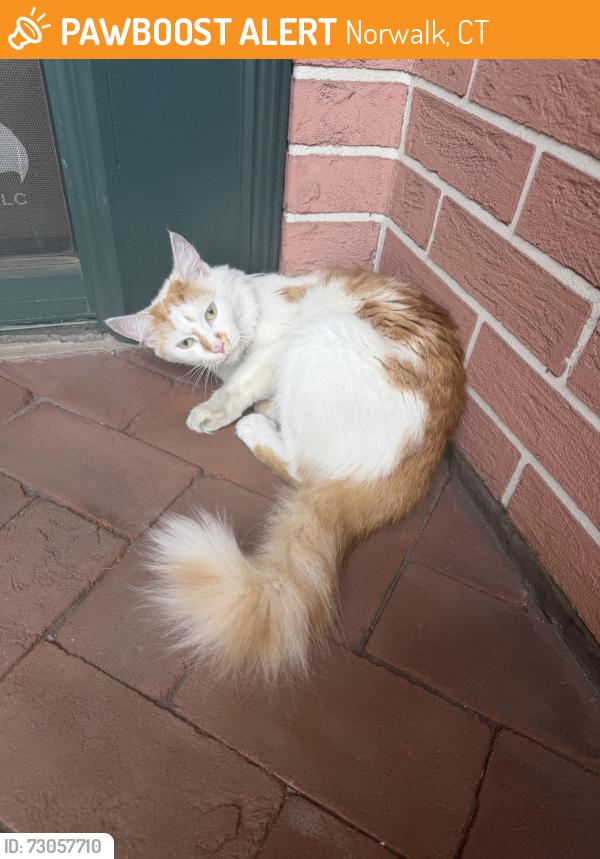 Found/Stray Female Cat last seen Ironworks Spinnaker building, 1 North Water Street, Norwalk, Norwalk, CT 06854