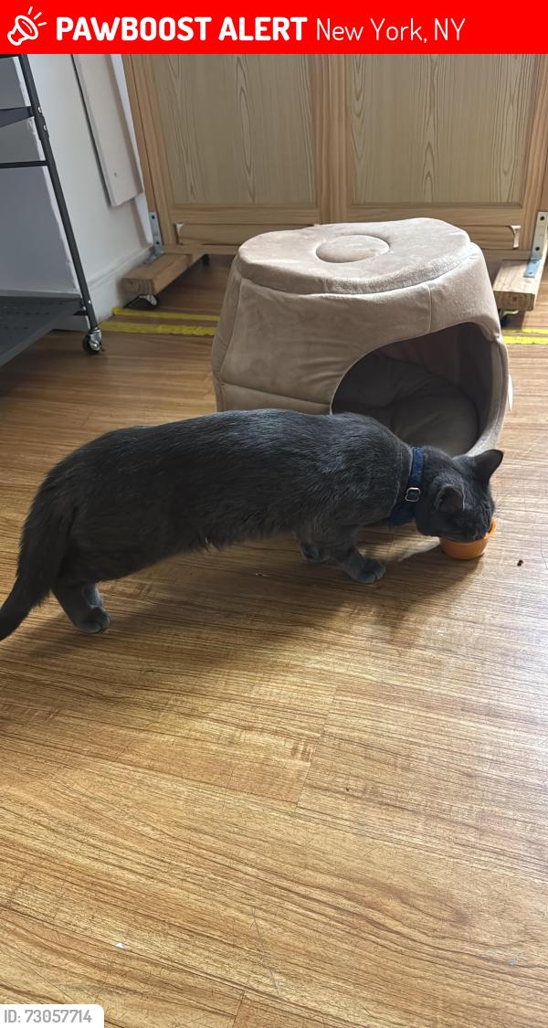 Lost Male Cat last seen Near overlook terrace ssb, New York, NY 10033