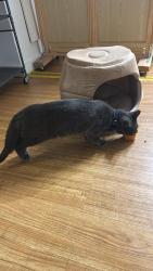 Lost Male Cat last seen Near overlook terrace ssb, New York, NY 10033