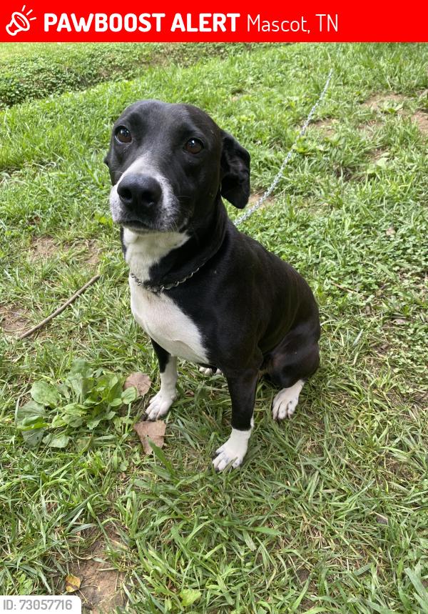 Lost Female Dog last seen Mascot tn, Mascot, TN 37806